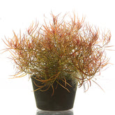 ADA Cranberry Ludwigia Arcuata IC001